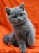 Britská modrá kočička 1.jpg